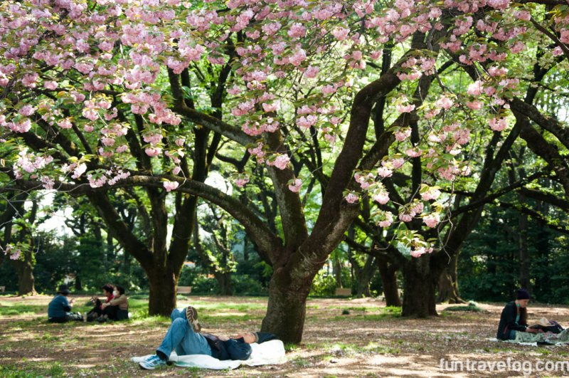 sakura-japan-1