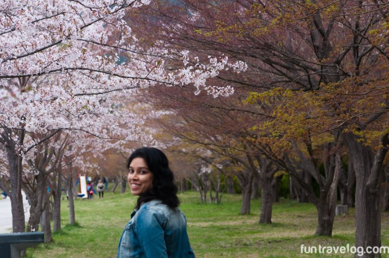 sakura-japan-10