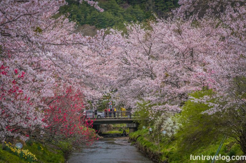 sakura-japan-12