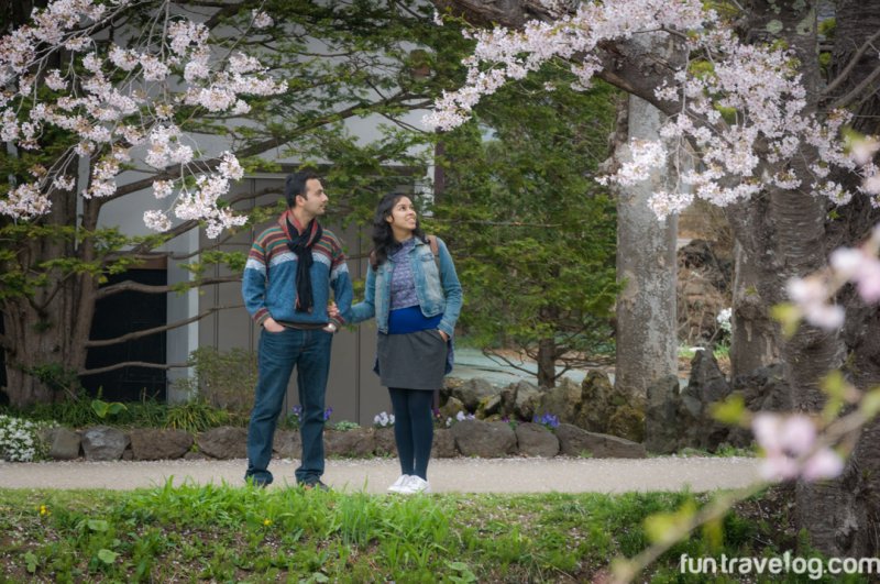 sakura-japan-13