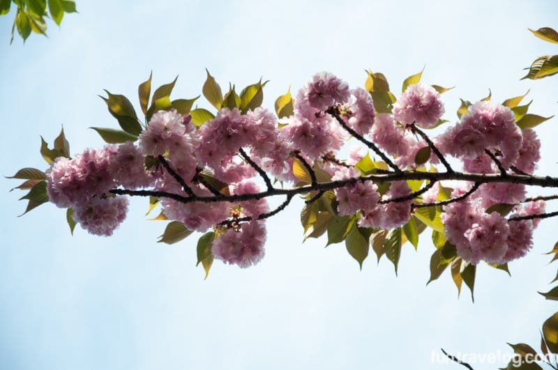 sakura-japan-2