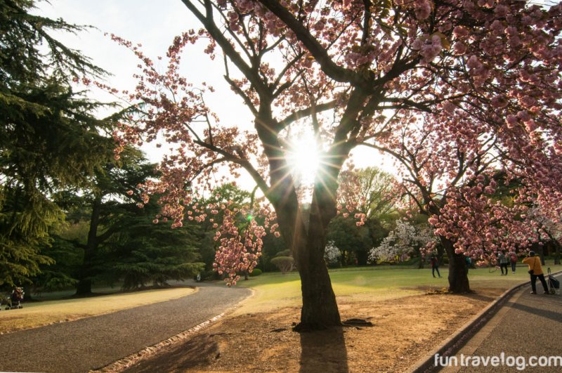 sakura-japan-3