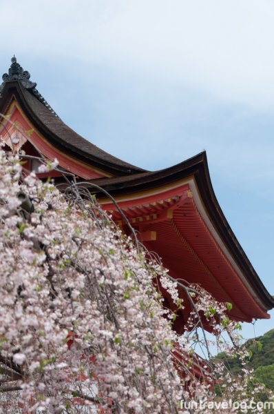 sakura-japan-5