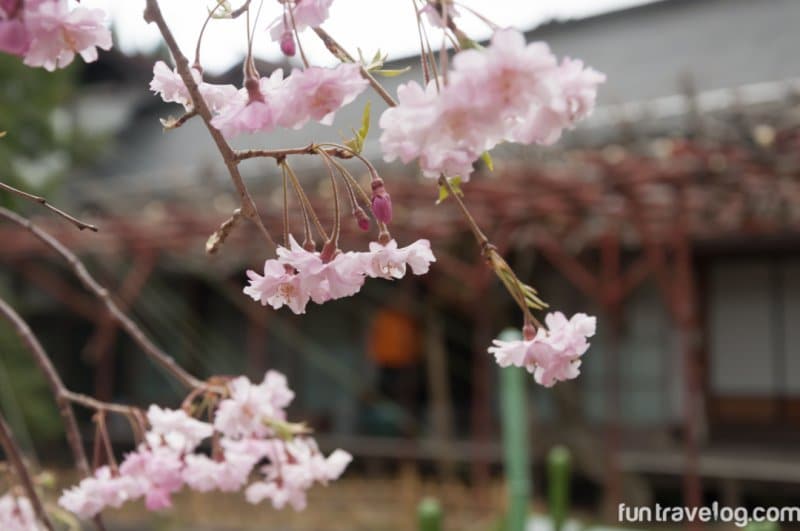 sakura-japan-6