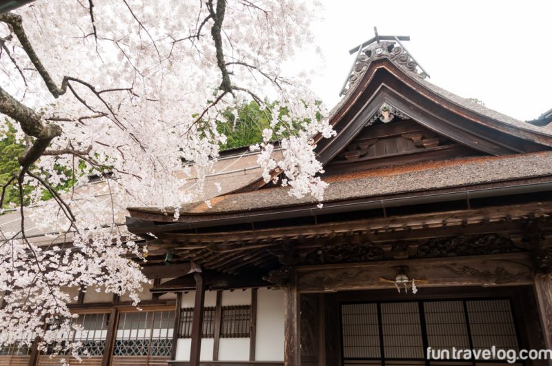 sakura-japan-7