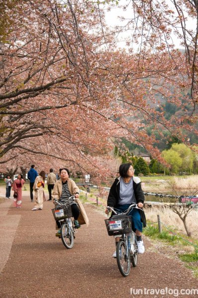 sakura-japan-8