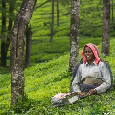 Watching tea picking, Munnar, Kerala