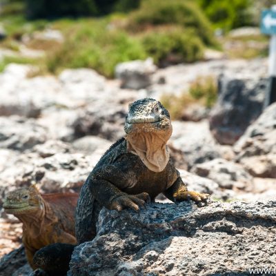 Land iguanas at Galapagos Islands