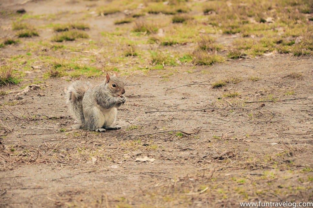 Central Park_Fun Travelog-6