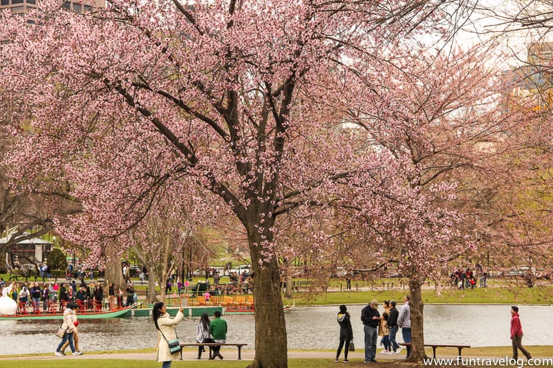 Cherry Blossom calls for photo ops.