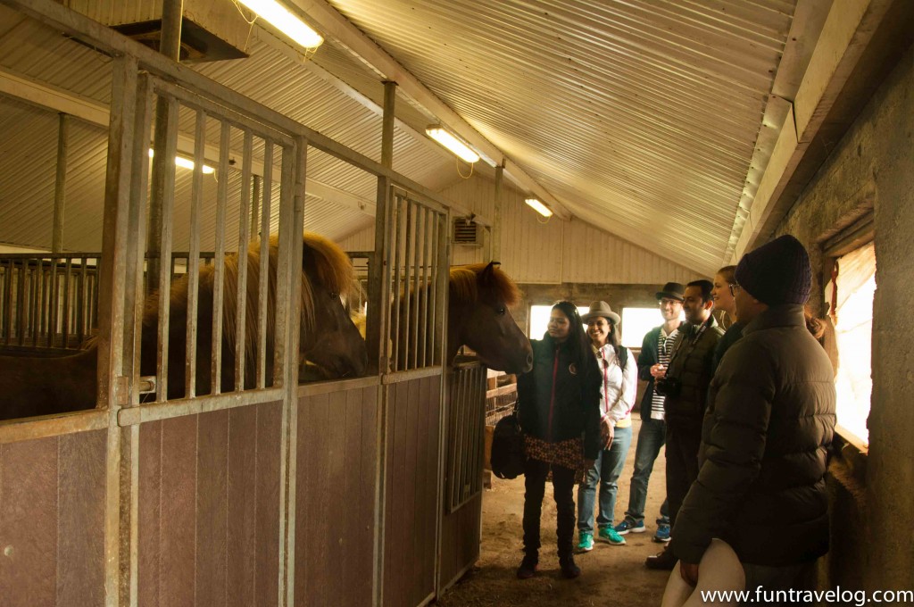 Iceland-Horse-Farm-3