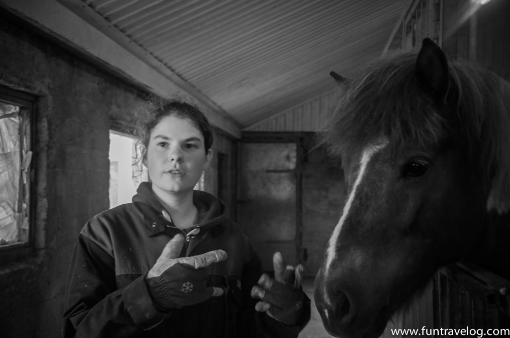 Iceland-Horse-Farm-4