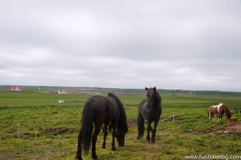 Iceland-Horse-Farm-5