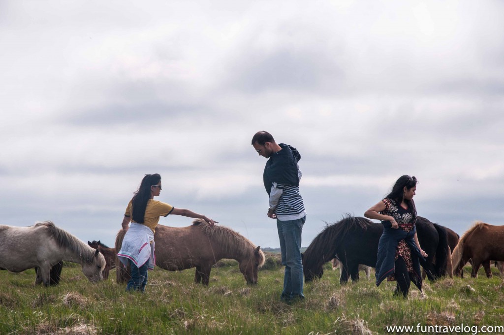 Iceland-Horse-Farm-6