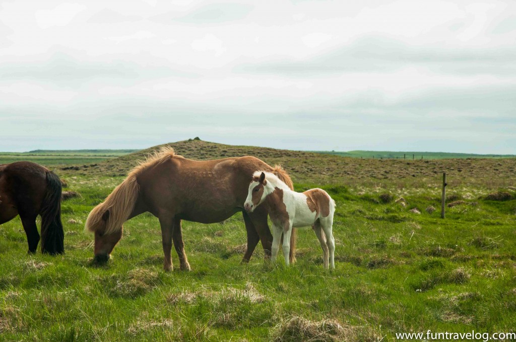 Iceland-Horse-Farm-7