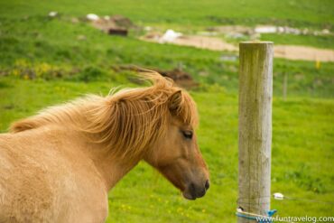 Meeting Icelandic horses with inspiring young farmers