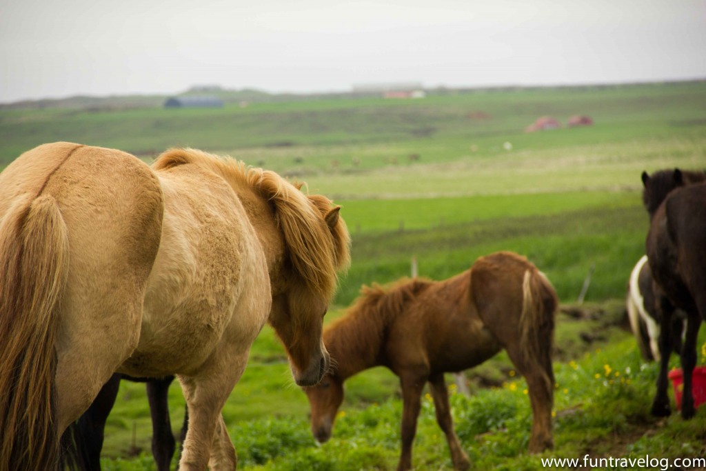 Iceland-Horse-Farm-9