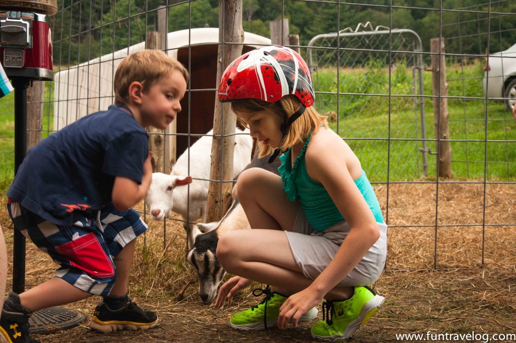 Children looking at a baby lamb in Vermont
