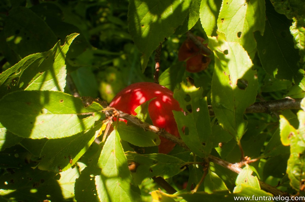 A ripe plum at eagle peak blueberry farm in Vermont