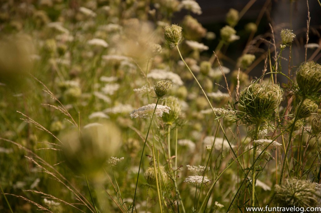 Wildflowers in Vermont