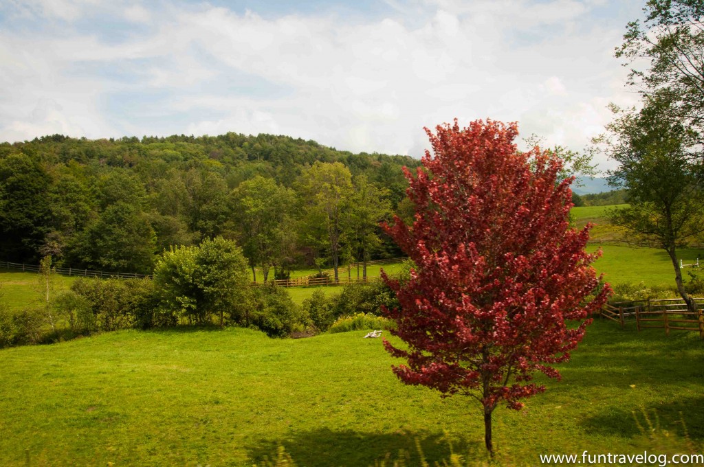 A shot of greenery visible from the car, with a tree with red leaves