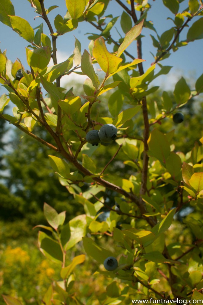 Vermont-eagle peak blueberry farm