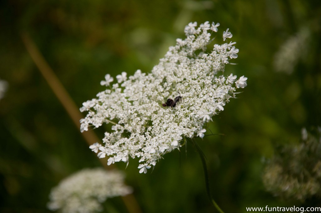 a bee on a flower in Vermont