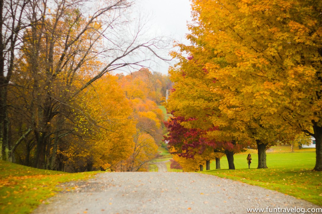 Fall trees on both sides of the road