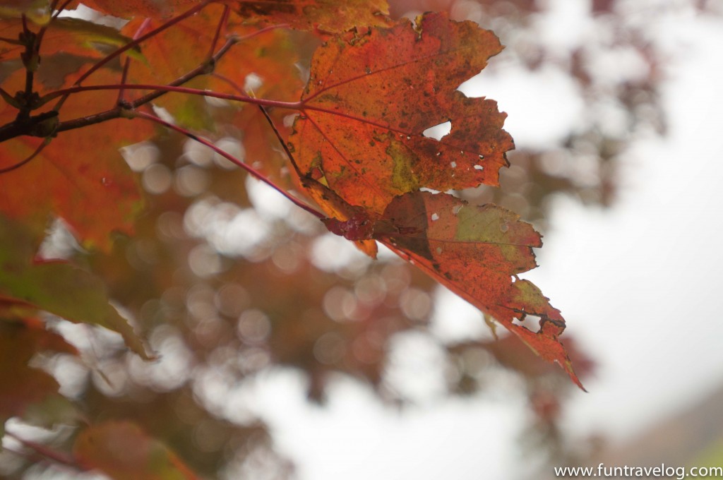 A red fall leaf