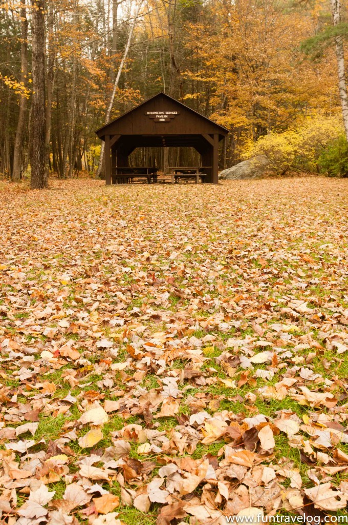 A trail full of dried leaves