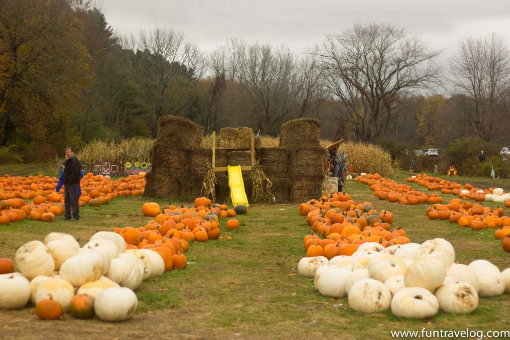 A pumpkin patch in Berkshires