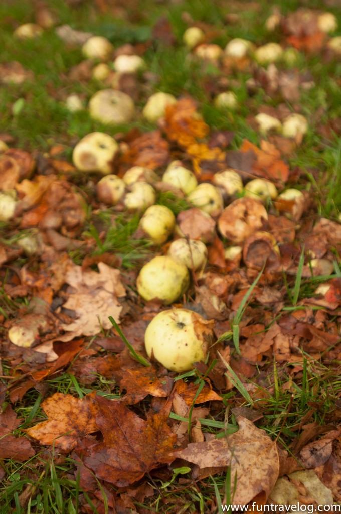 Apples on fall leaves