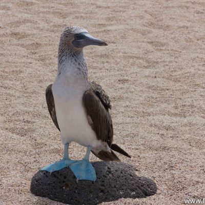 Up & close with a blue-footed booby, North Seymour