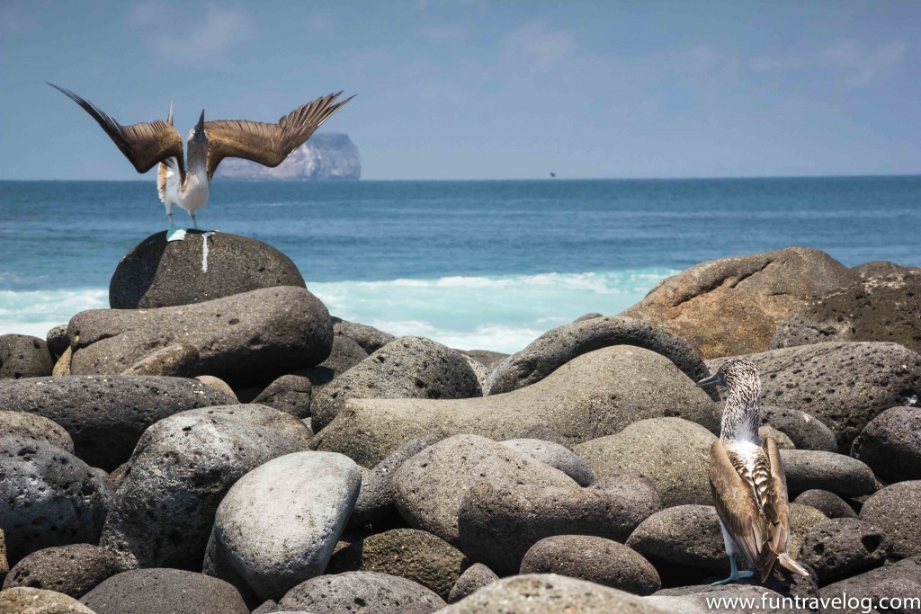 Watching a male blue-footed booby spreading its wings to woo his lady love ;)