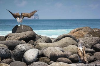 Galápagos Island Hopping: North Seymour and Bartolomé