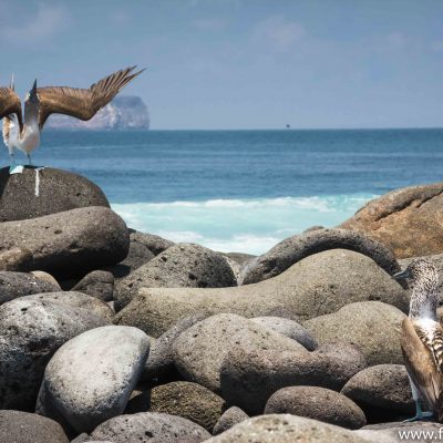 Watching a male blue-footed booby spreading its wings to woo his lady love ;)