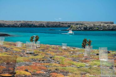 Galápagos Island Hopping: South Plaza and Santa Cruz