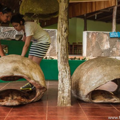 Understanding the life cycle of these dome-shaped tortoises. These are real shells by the way!