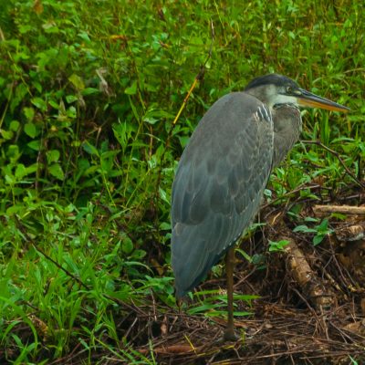 A Galápagos great blue heron