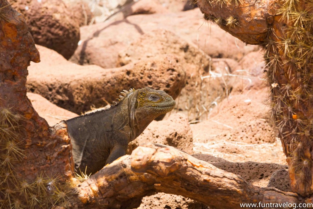 Galapagos_story-2