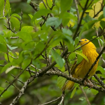 Hey bro! (A Yellow Warbler)