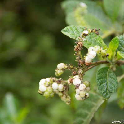 Galapagos cotton, not meant for human use though ;)