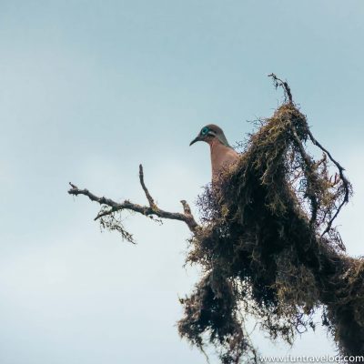 A Galapagos Dove