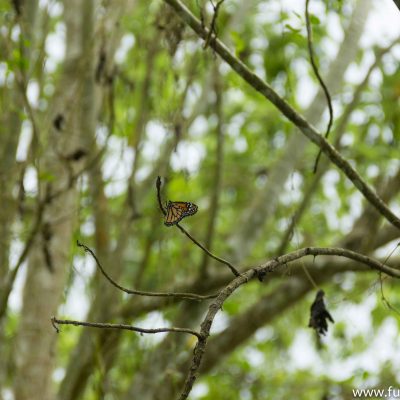 Sneaking in to get a shot of this monarch butterfly