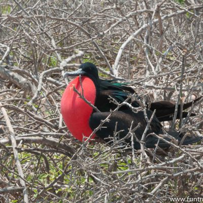 The throat of a male frigate bird turns red when they're trying to attract females. This one sat stationary for the longest time!  Persistence :) 