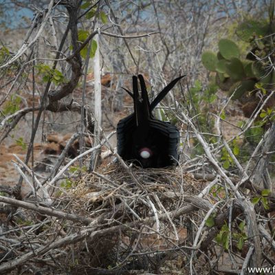 Another addition to this frigate bird's family