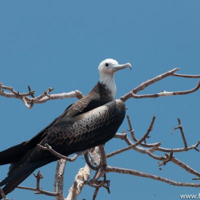 A female frigate bird