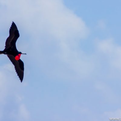 A red frigate bird in flight.
