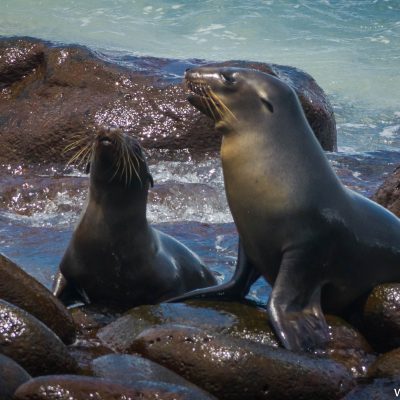 Basking in the Galápagos sun :D