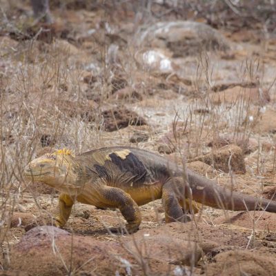 A colorful land iguana oblivios of our presence